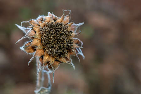 Background with deflorate sunflower. Sunflower in autumn day. Withered sunflower. Frozen sunflower on gray field in Latvia. Closeup of deflorate, withered sunflower.の写真素材