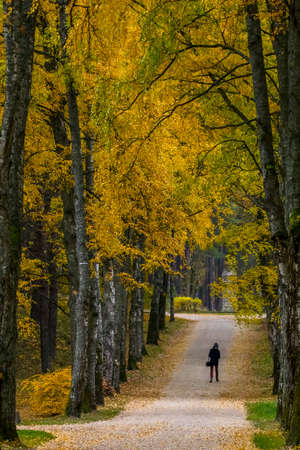 Autumn in city park. Colorful leaves in sun light. One man in birch alley. Birches with yellow and...