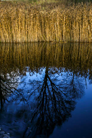 View on autumn landscape of river, grass and trees in sunny day. Grass and trees on river coast in autumn day. Reflection of autumn trees and grass in water. Autumn in Latvia. Autumn landscape with colorful trees and river.の写真素材
