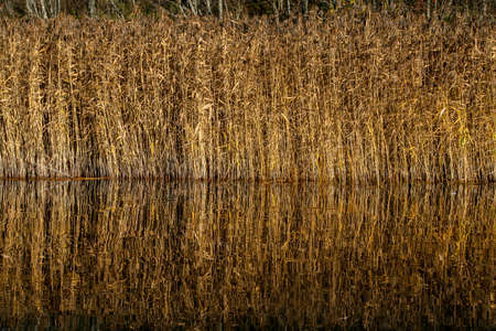 Mirror reflection of withered grass in the water of the river. Autumn in Latvia. Autumn landscape with yellow grass and river. Reflection in river.の写真素材