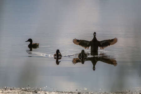 Floating waterfowl young ducks, wild birds swimming on the lake, wildlife landscape. Ducks swimming on lake in Kemeri National park. Amazing duck family swims in Slokas lake, Latvia. Ducks family swims in the lake.の写真素材