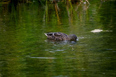 Floating waterfowl duck, wild bird swimming on the lake, wildlife landscape. Duck swimming on lake in Kemeri National park. Amazing duck bird swims in Kaniera lake, Latvia.の写真素材