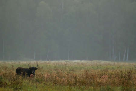 Bull grazing in a meadow in the mist. Ox in a foggy meadow in autumn. Bull and foggy morning in Kemeri National Park, Latvia. Bull grazing in the meadow on misty summer morning.の写真素材