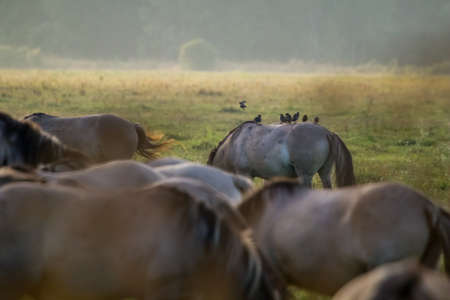 Herd of horses grazing in a meadow in the mist. Horses in a foggy meadow in autumn. Horses and foggy morning in Kemeri National Park, Latvia. Wild horses grazing in the meadow on misty summer morning.の写真素材
