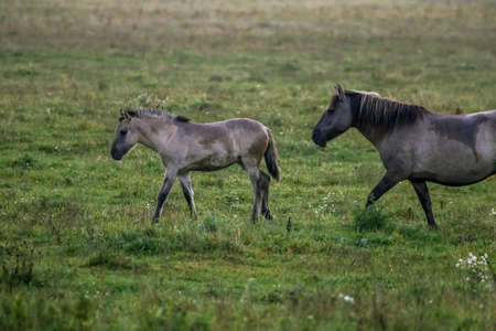 Herd of horses grazing in a meadow in the mist. Horses in a foggy meadow in autumn. Horses and foggy morning in Kemeri National Park, Latvia. Wild horses grazing in the meadow on misty summer morning.の写真素材