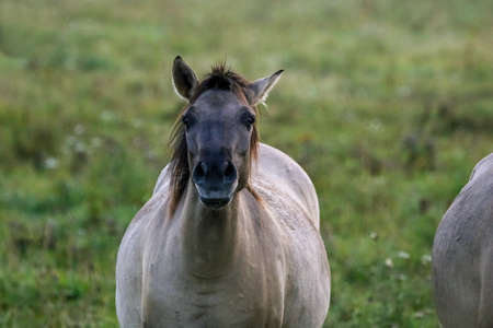 Herd of horses grazing in a meadow in the mist. Horses in a foggy meadow in autumn. Horses and foggy morning in Kemeri National Park, Latvia. Portrait of horse grazing in the meadow on misty summer morning.の写真素材