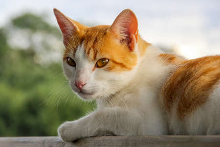 Ginger white cat outside lying. Cute red white cat on nature blurred background. White red cat lying.の写真素材