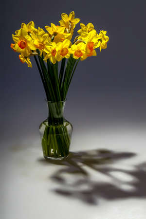 Yellow daffodils. Daffodils on gray background.  Nature flower. Garden flowers. Yellow daffodil flowers in vase on dark background.の写真素材
