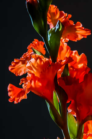 Red gladiolus. Gladiolus on black background.  Nature flower. Garden flowers. Red gladiolus flowers on black background.の写真素材