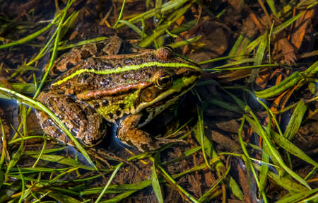 Brown frog relaxing in river on summer day. Frog is amphibian with short squat body, moist smooth...