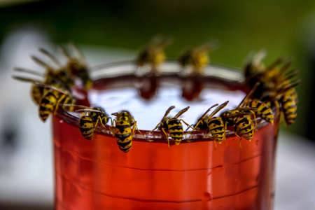Wasps on glass with drink. Wasps feast. Wasps on the glass of sweet drink. Wasps are winged insects which has narrow waist and sting and is typically yellow with black stripes.の写真素材