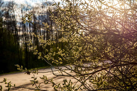 Spring nature background with pussy willow branches. Rural landscape in Latvia; pussy-willow at roadside.の写真素材