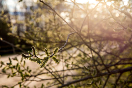 Spring nature background with pussy willow branches. Rural landscape in Latvia. Pussy-willow at...