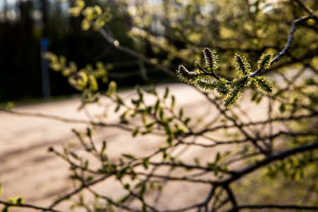 Spring nature background with pussy willow branches. Rural landscape in Latvia; pussy-willow at...