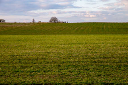 Green field with cereal against a blue sky. Spring landscape with cornfield, wood and cloudy blue...