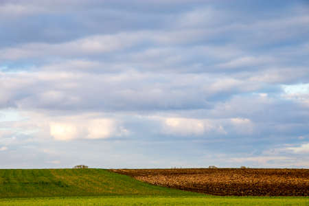 Plowed field with cereal against a blue sky.. Spring landscape with cornfield and cloudy blue sky. Classic rural landscape in Latvia.の写真素材