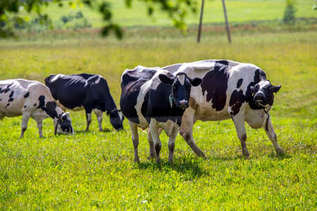 Dairy cows pasture in green meadow in Latvia. Herd of cows grazing in meadow. Cows in meadow in...