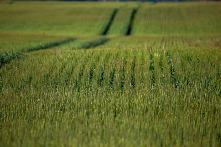 Dirt road path in cereal field landscape in spring. Tractor tire tracks on the field in Latvia....