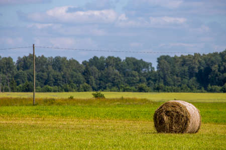 Hay bale lying on the green meadow, on forest and  blue sky background.  Hay bales on the field...
