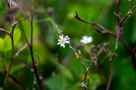 White wild blooming flowers on a green grass background. Meadow with wild field flowers. Nature...