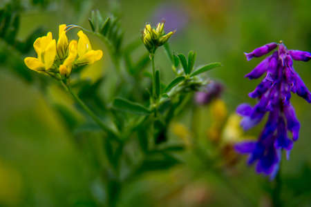 Pink and yellow wild blooming flowers. Beautiful pink and yellow rural flowers in green grass. Meadow with nature rural flowers in meadow in spring time.の写真素材