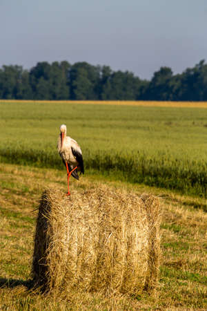 White stork on dry hay bale in green meadow, Latvia. Stork is tall long-legged wading bird with a long bill, with white and black plumage.の写真素材
