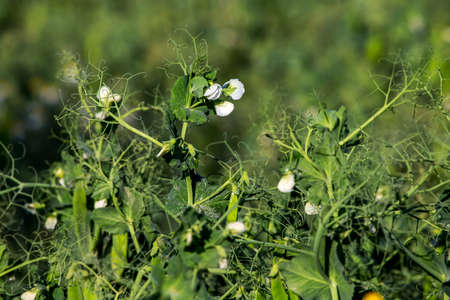 Green pea plants with growing pods. Pods of young green peas. Blooming green sugar peas in Latvia. Beautiful close up of green fresh peas in the garden. Healthy food.の写真素材
