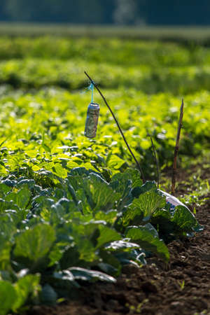 Beer can in the cabbage field bed. Beer can in the garden. Beer is an alcoholic drink made from yeast-fermented malt flavoured with hops.の写真素材