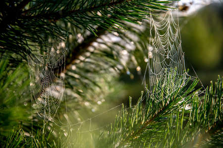 Spider web on the pine tree on green forest background.. Cobweb. Spider web is web made by spider....