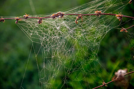 Shining water drops on spider web on green forest background in Latvia. Spider web is web made by...
