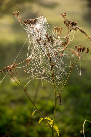 Shining water drops on spider web on green forest background in Latvia. Spider web is web made by...
