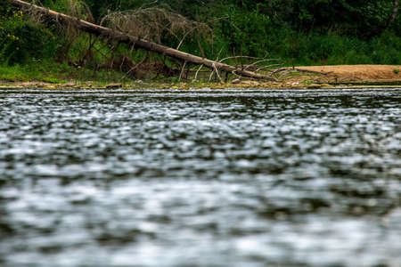 Forest with a dead and broken spruce tree on the river shore in Latvia. The Gauja is the longest...