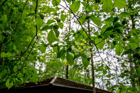 Fresh green hazelnuts are growing on the tree in forest. Green leaves on hazelnut trees in Latvia.の写真素材