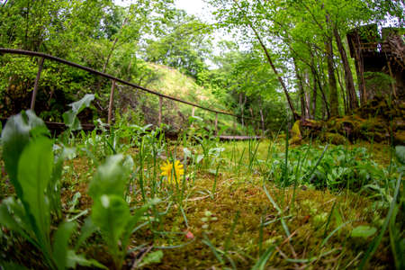 Moss covered forest with wooden bridge and old mill in background. Forest park with wooden bridge in Latvia. Shot with fisheye lens.の写真素材