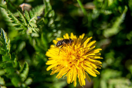Close up of bee on yellow dandelion flower. Yellow dandelion flower on green background in spring...
