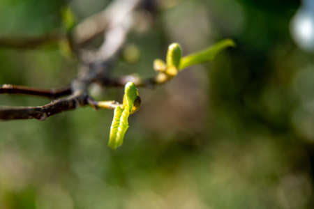 Magnolia bush in the spring, Latvia. Flowering bush with magnolia buds. Shrub on green field. Branch...