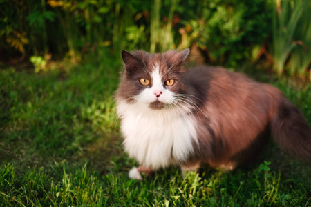 cat sitting on a summer floral lawnの写真素材