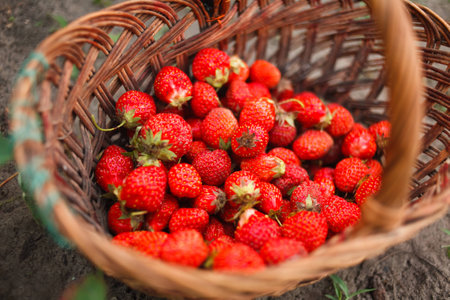 Ripe sweet strawberries in wicker basket and mint leavesの写真素材
