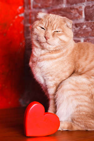 British Cat, portrait cat , Valentines Day, heartの写真素材