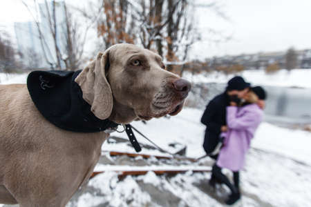 Happy couple walking the dog in a winter landscapeの写真素材