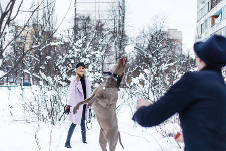 Happy couple walking the dog in a winter landscapeの写真素材