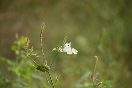 Butterfly - Insect, Springtime, Summer, Meadow, Fieldの写真素材