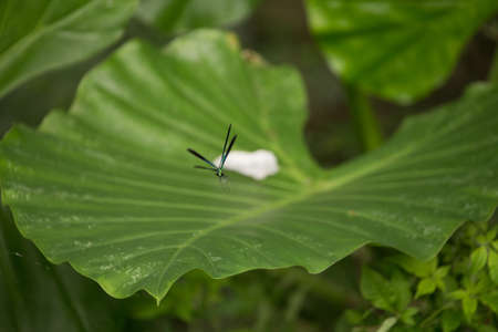 Dragonfly, Damselfly, Animal, Fly - Insect, Flyingの写真素材