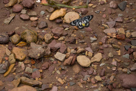 Butterfly - Insect, Springtime, Summer, Meadow, Field
