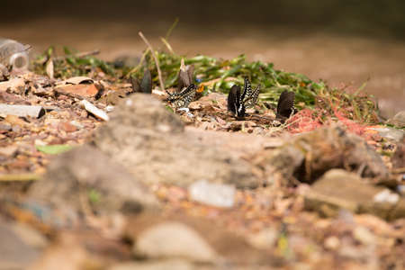 Butterfly - Insect, Springtime, Summer, Meadow, Fieldの写真素材