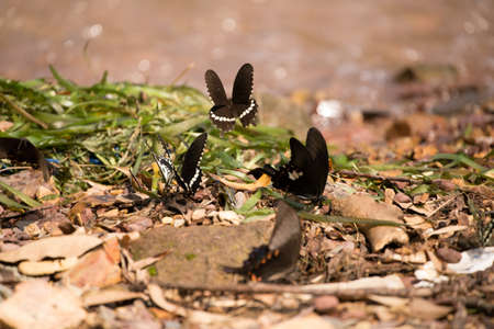 Butterfly - Insect, Springtime, Summer, Meadow, Fieldの写真素材