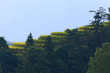 Rice - Cereal Plant, Springtime, China - East Asia, Asia, East Asi
