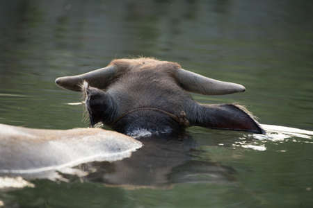 China - East Asia, Guilin, Asia, Yangshuo, Riverの写真素材