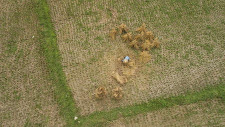 A farmer planting on the paddy field in Longsheng, Farm, Guangxi Zhuang Autonomous Region in Guilin, Chinaの写真素材
