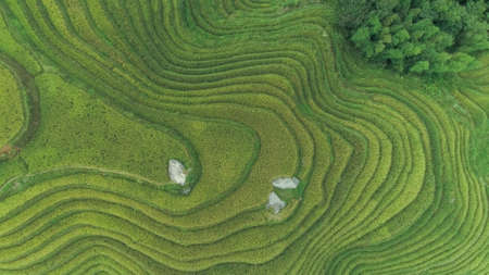 Rice - Cereal Plant, Springtime, China - East Asia, Asia, East Asi